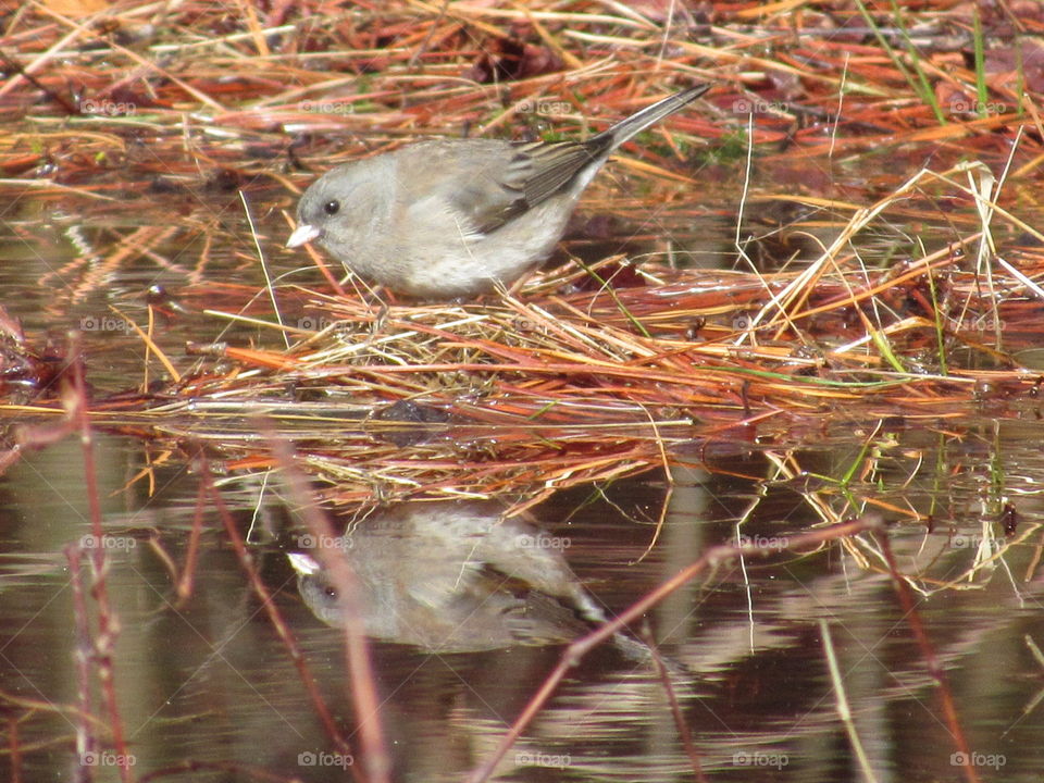 Juncos reflection
