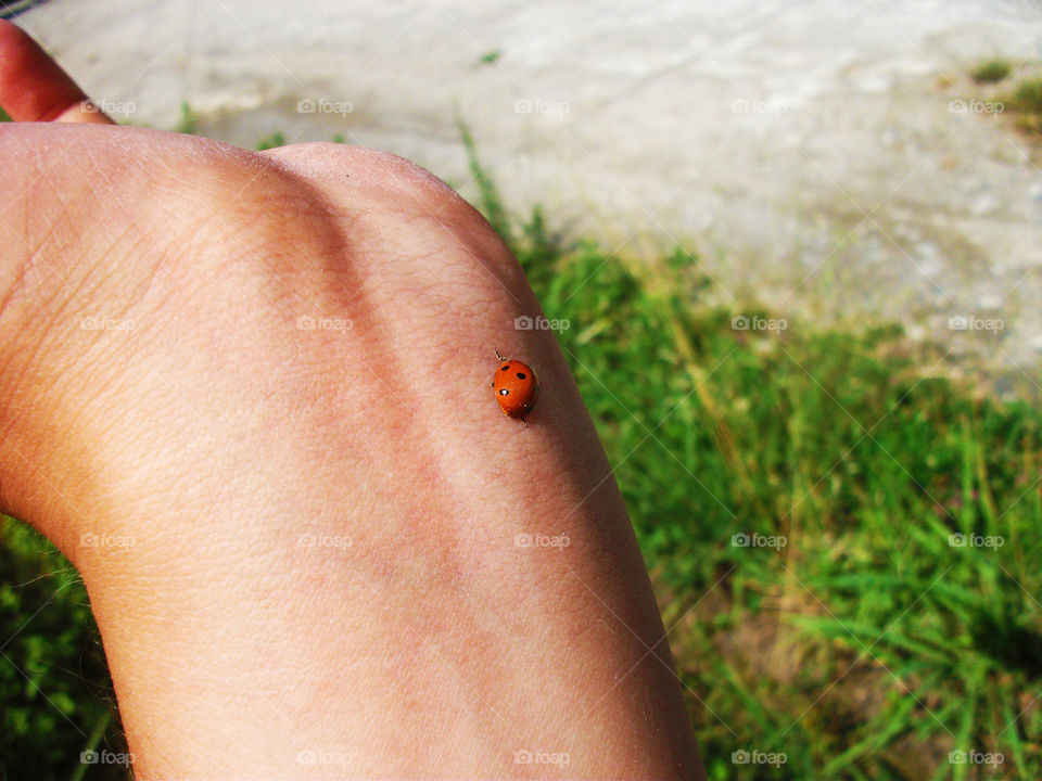 And this one... A ladybug. Suddenly landed into my arm and surprised me. 😊 Taken with FUJIFILM J30.
