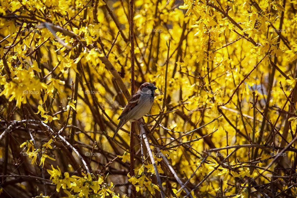 Sparrow at the yellow blooming tree