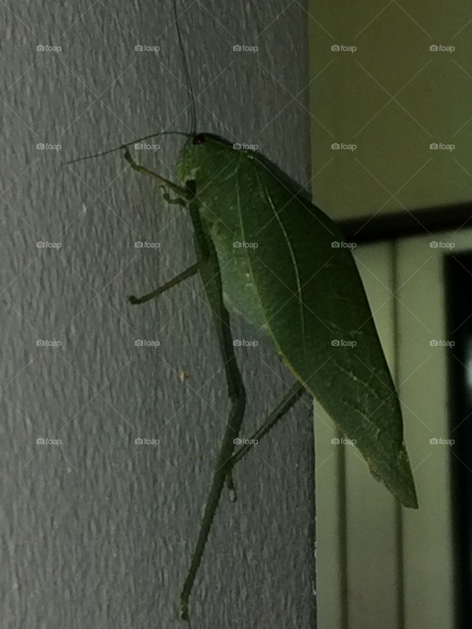 Awesome insect