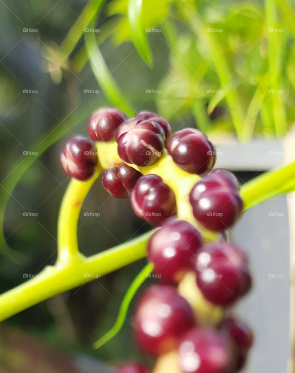 spinach seeds