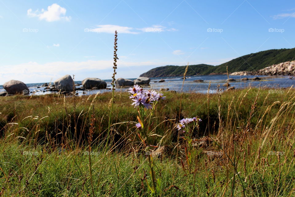 Skane landscape.