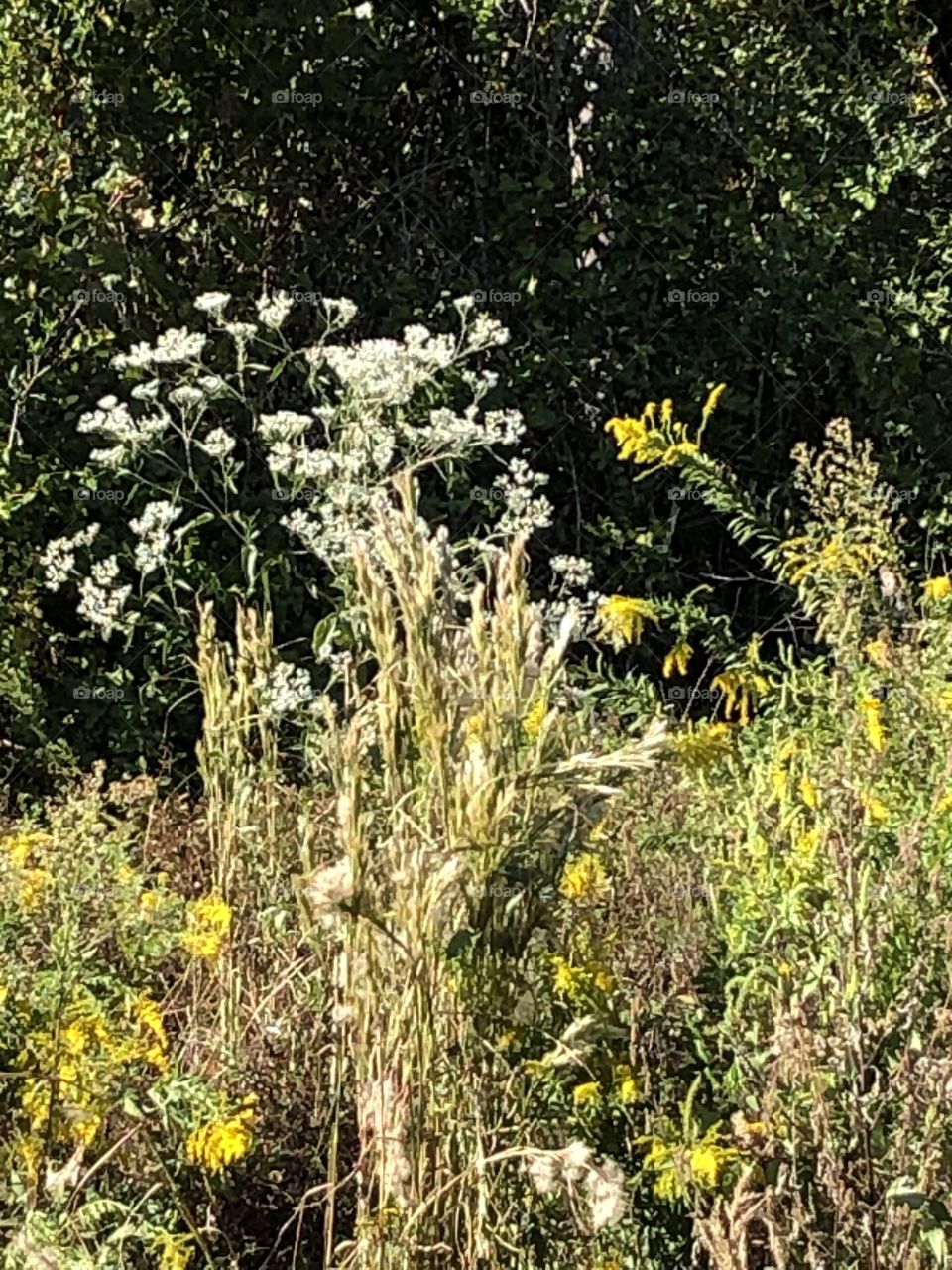 Beautiful weeds on the grass showcasing golden rod and grasses as well as billowy talk dandelion weed. 