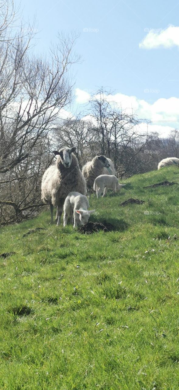 Mother sheep and lambs in a field with trees in the background