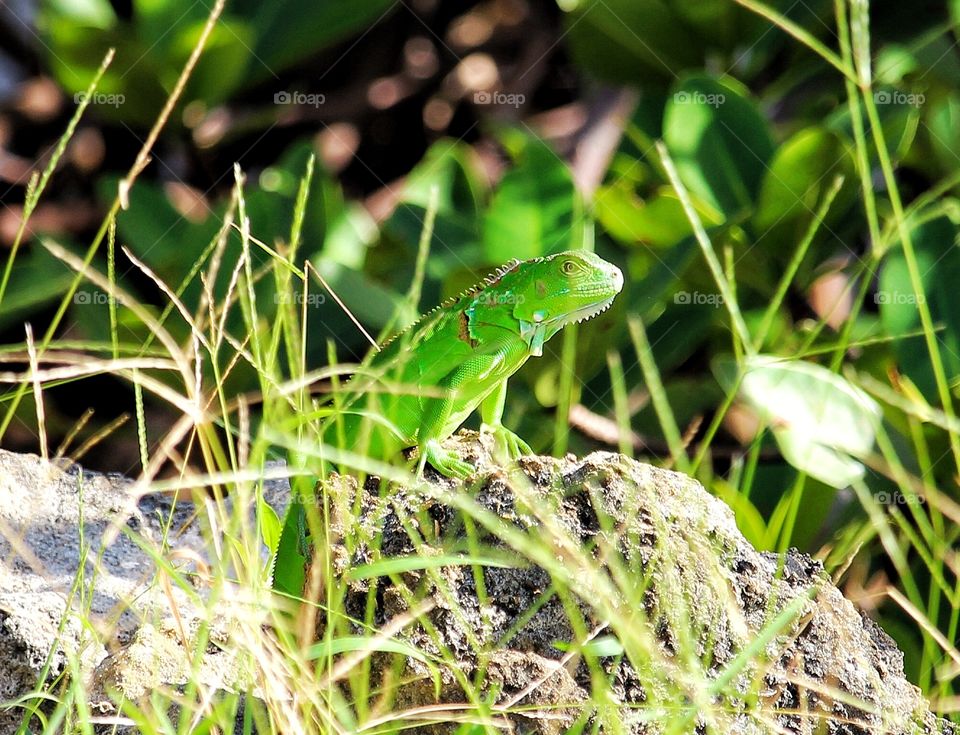 Iguana