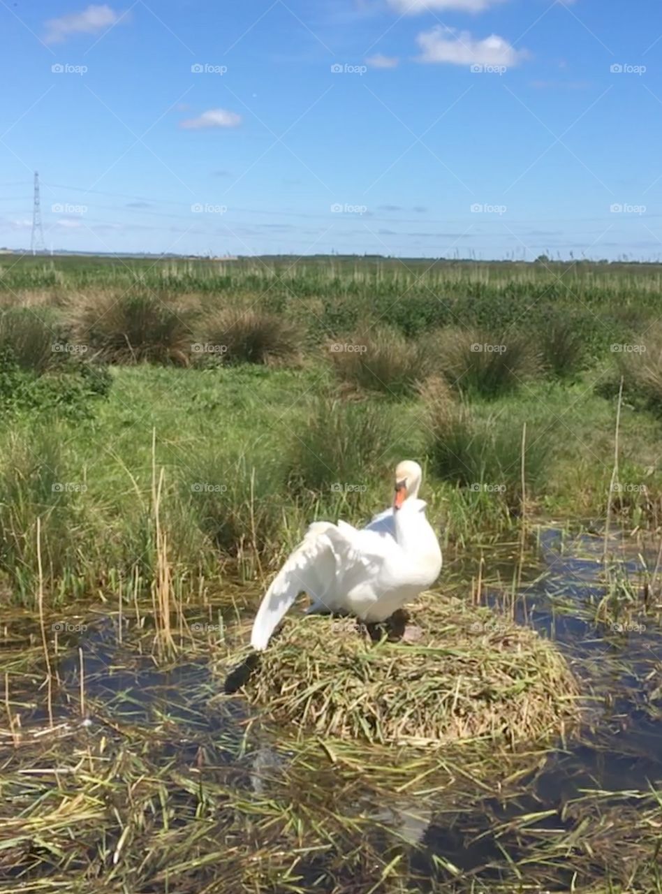 Swan wings open on nest in the wild 