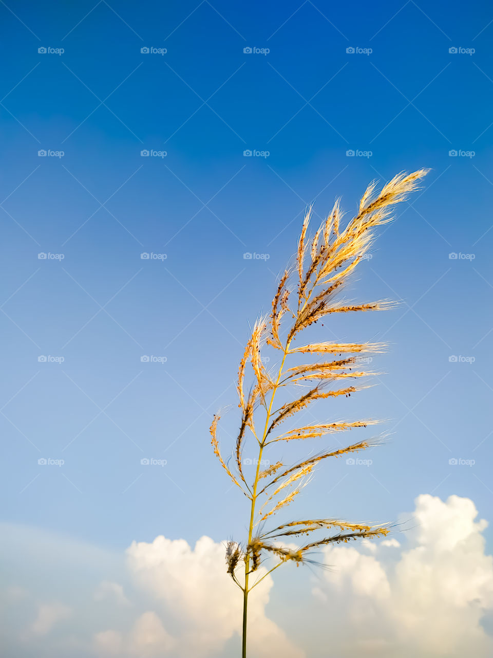 Saccharum spontaneum flower on the backdrop of the sky