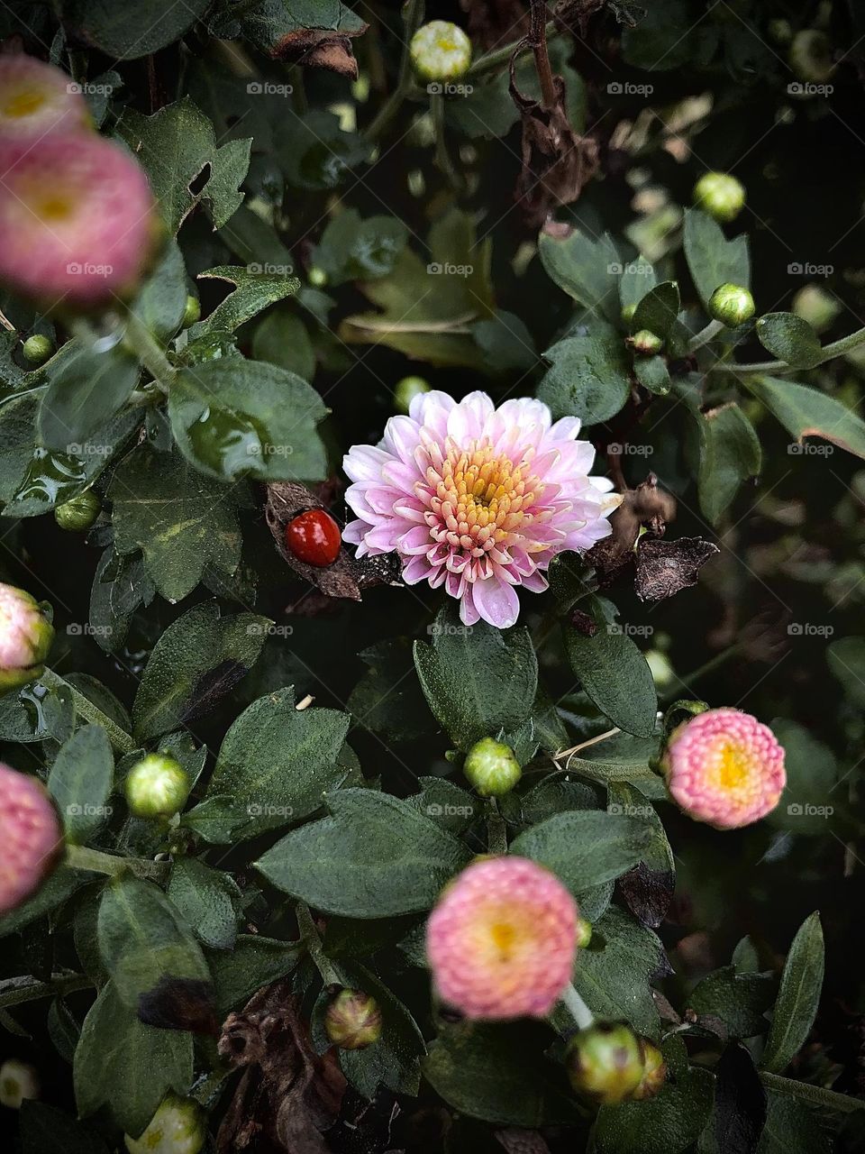 Spreading spring around 