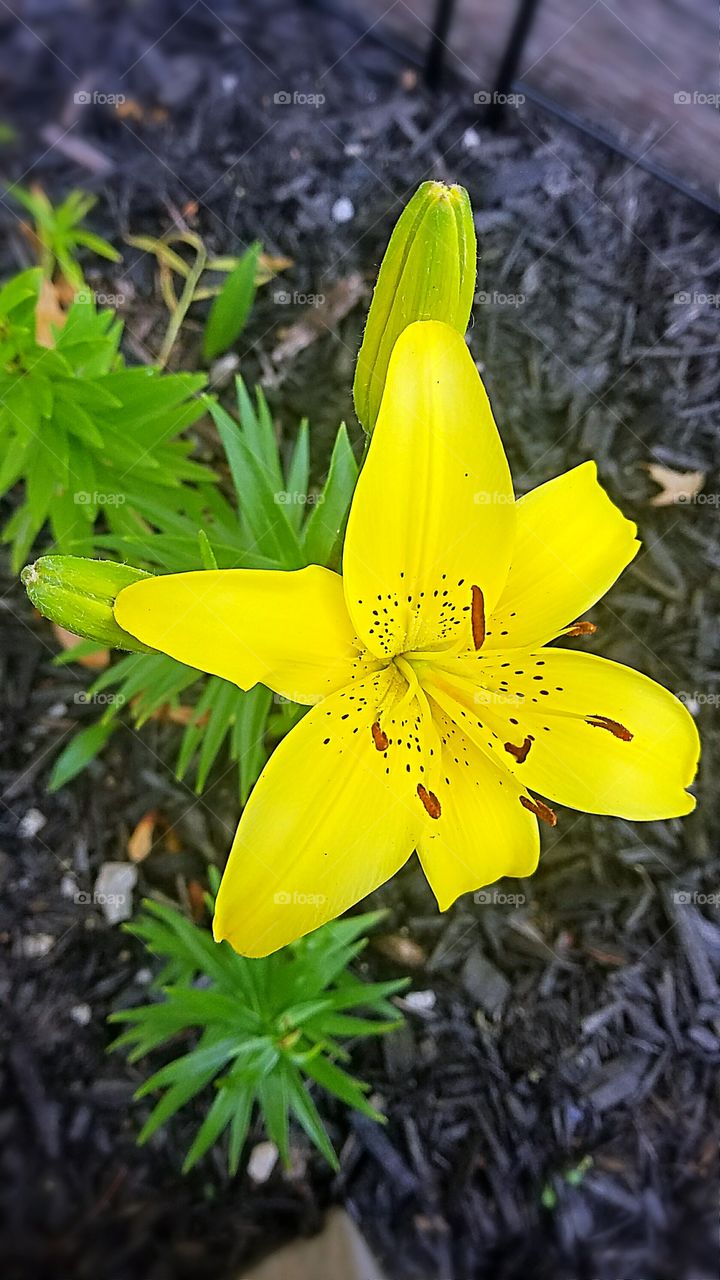 yellow lily blooming