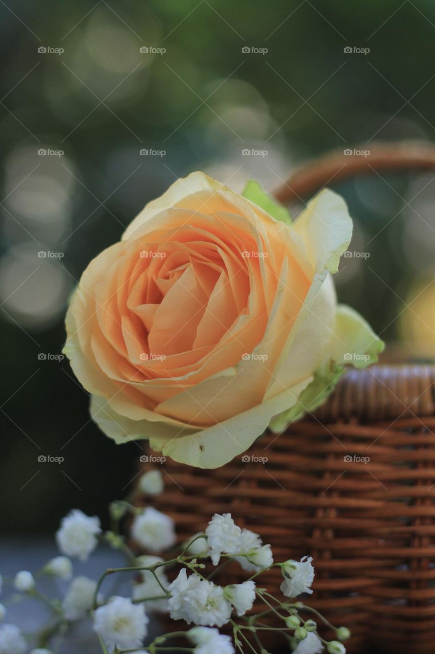 Rose flower in a rattan vase