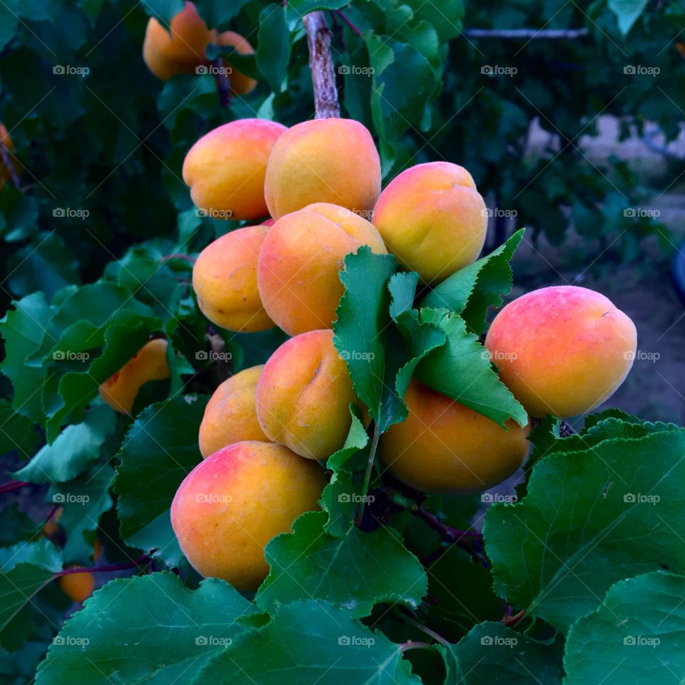 Abricots 