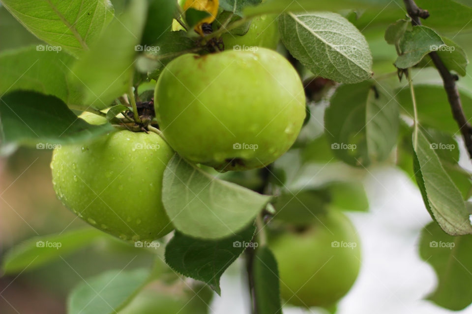 Apple after rain 