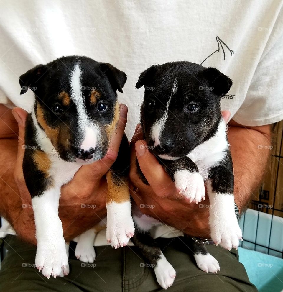 Bull terrier puppies are the cutest,  Poppi and her brother Caruso are especially cute.