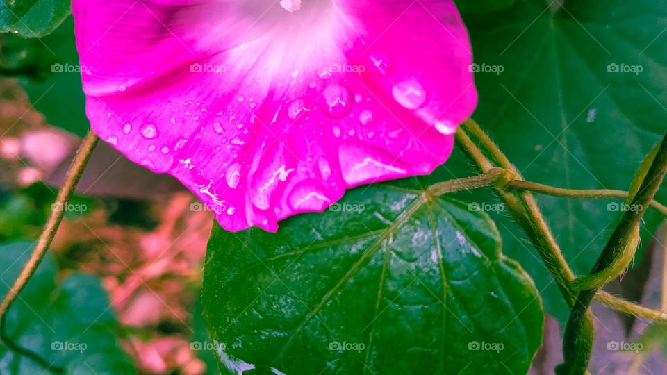 pink flower