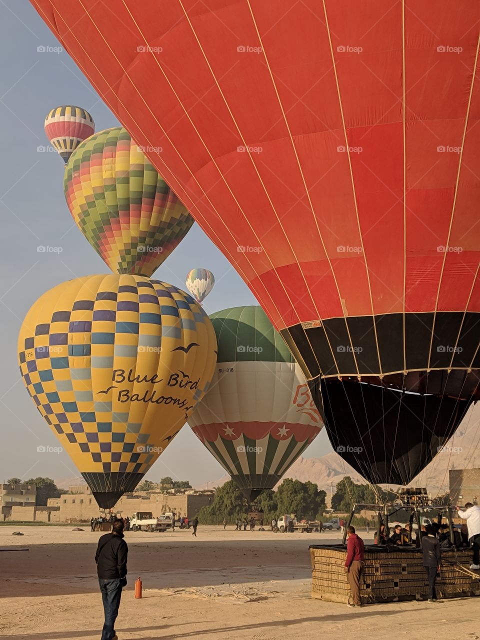 hot air balloons preparing to launch over Luxor, Egypt