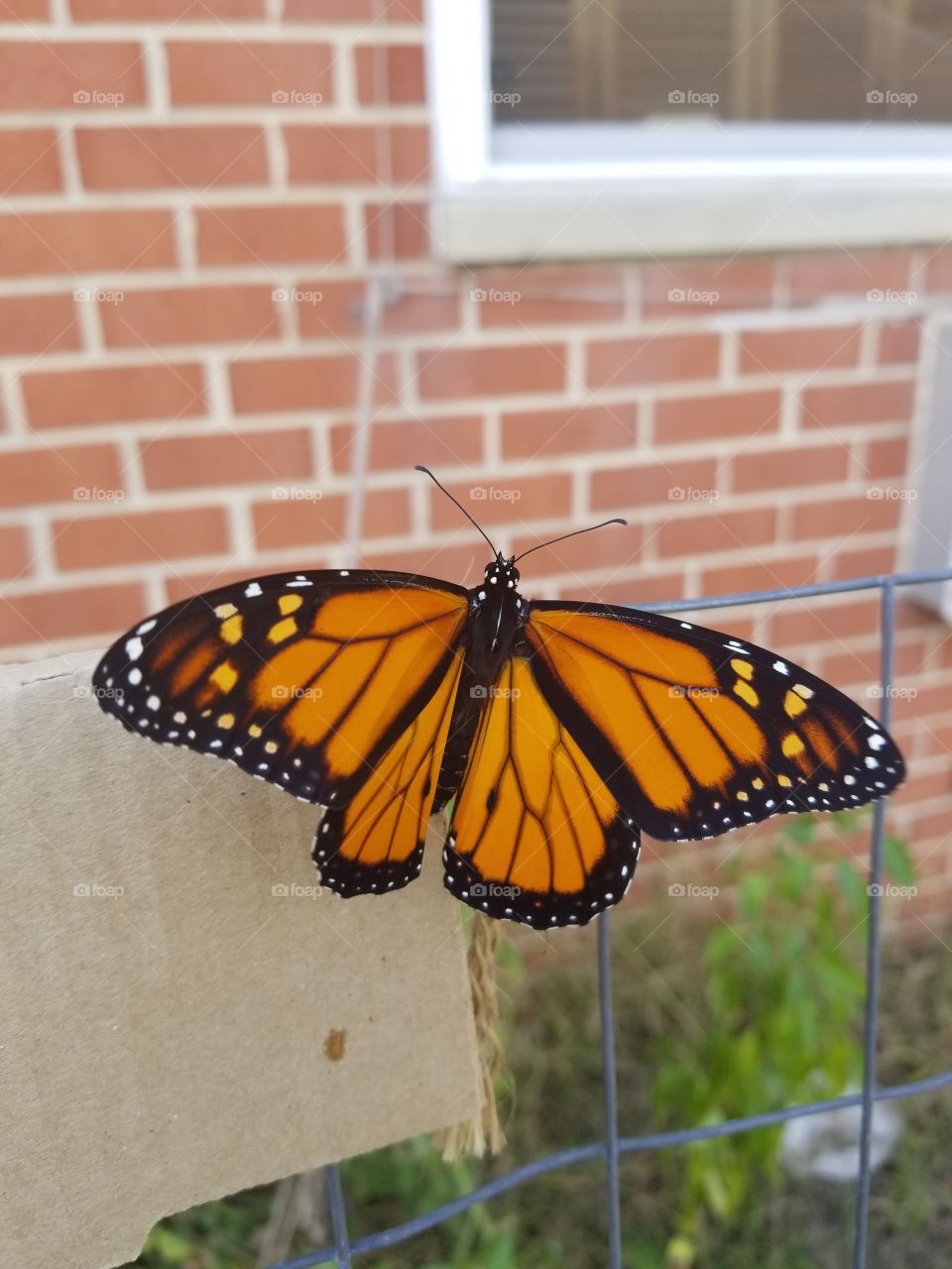 New Butterfly, drying her wings
