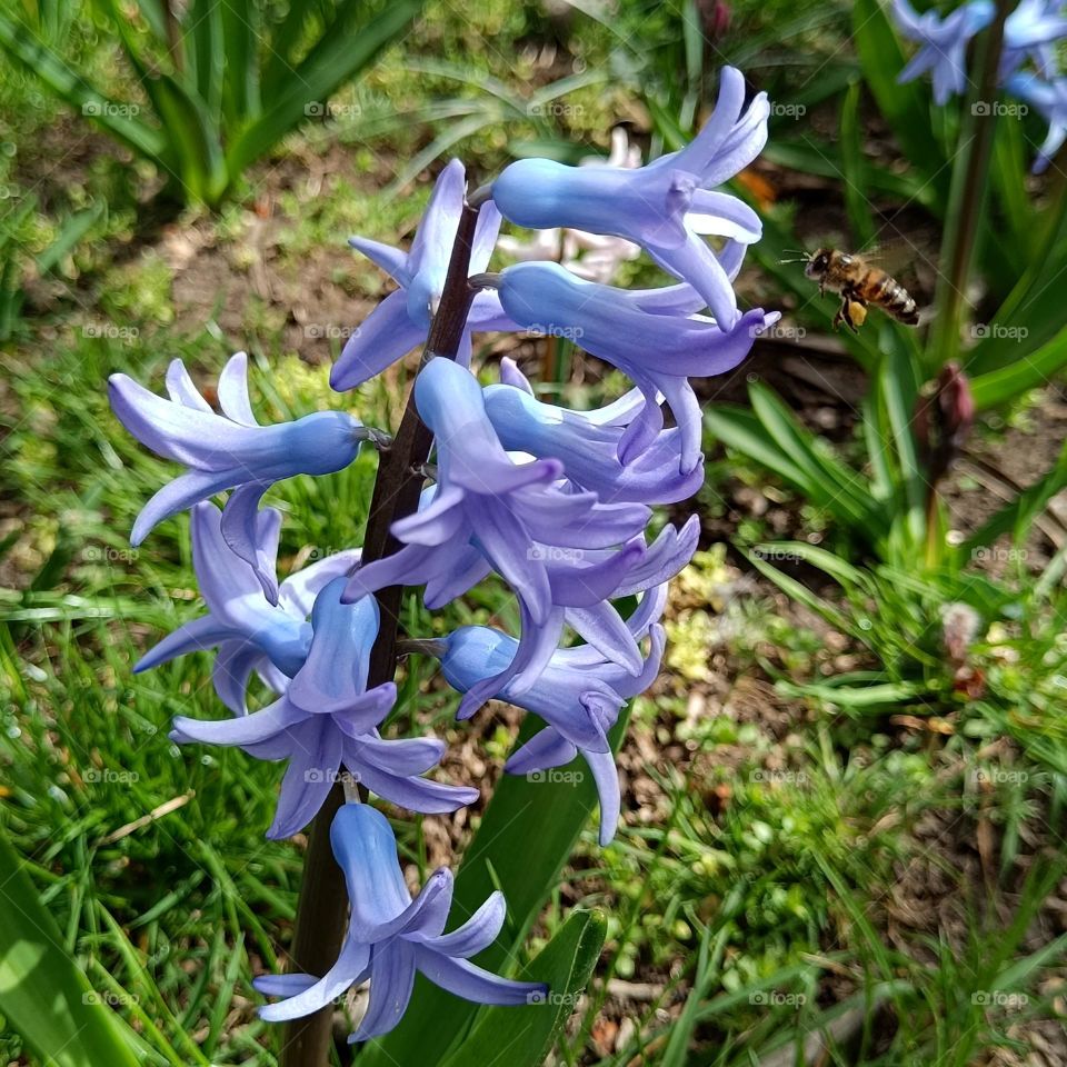 Blue hyacinth and bee