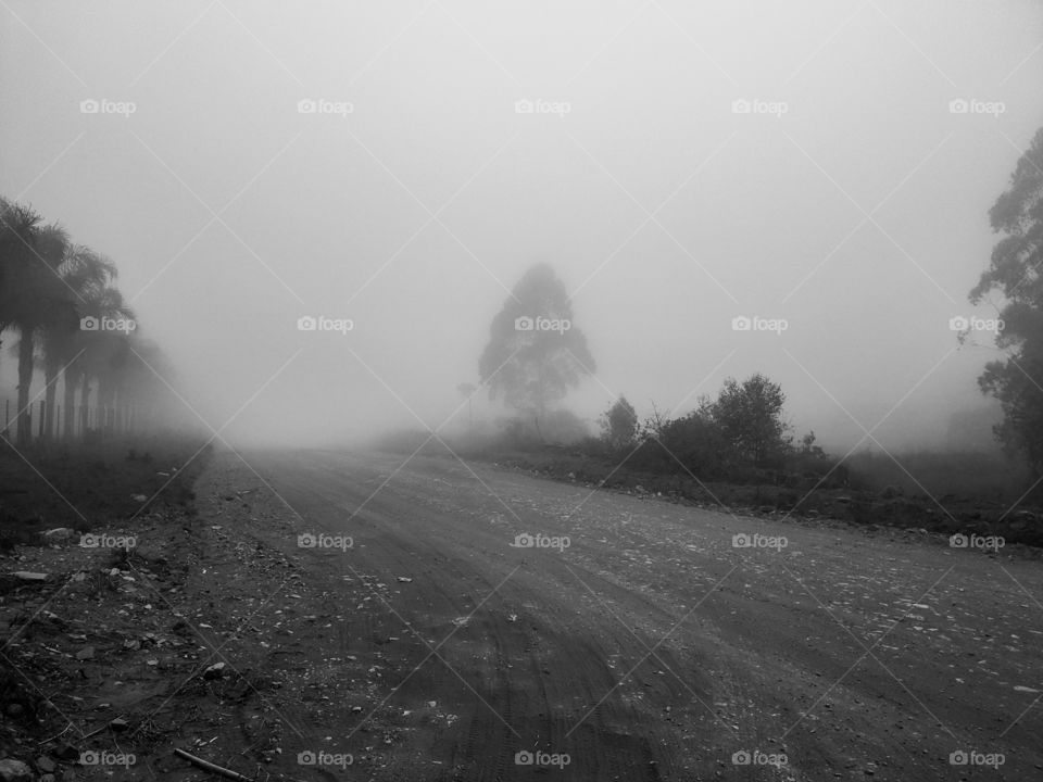 mist covering the road