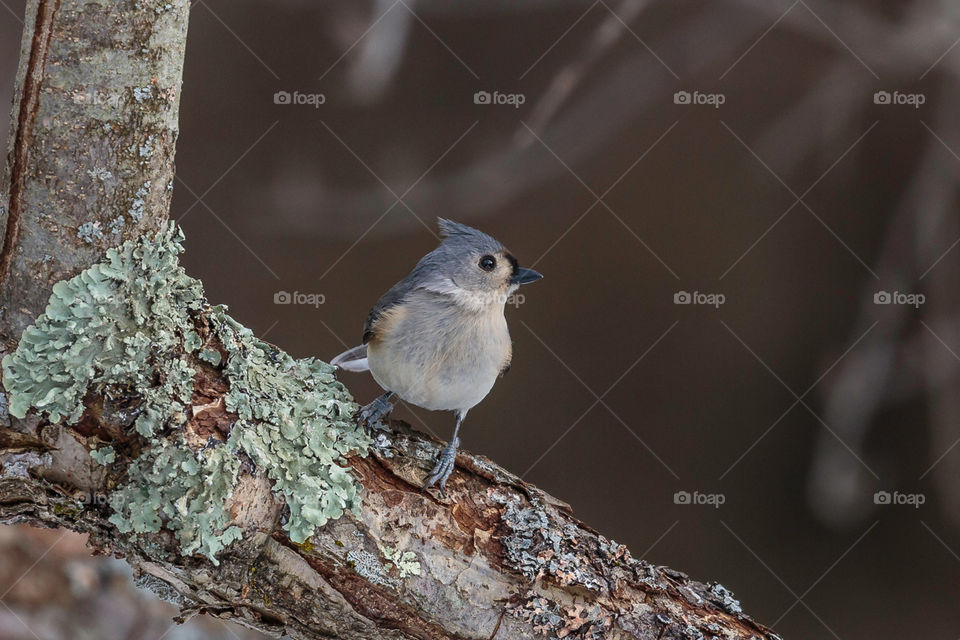 Tufted Titmouse 3