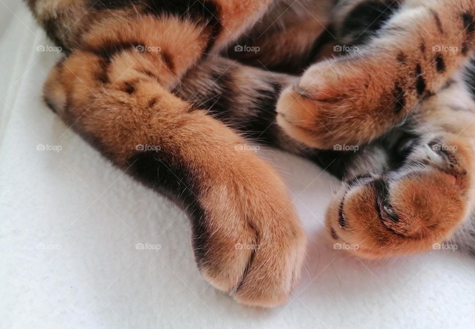 Cat paws