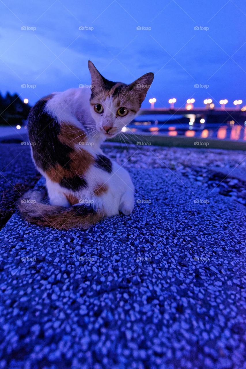 Blue hour kitty 