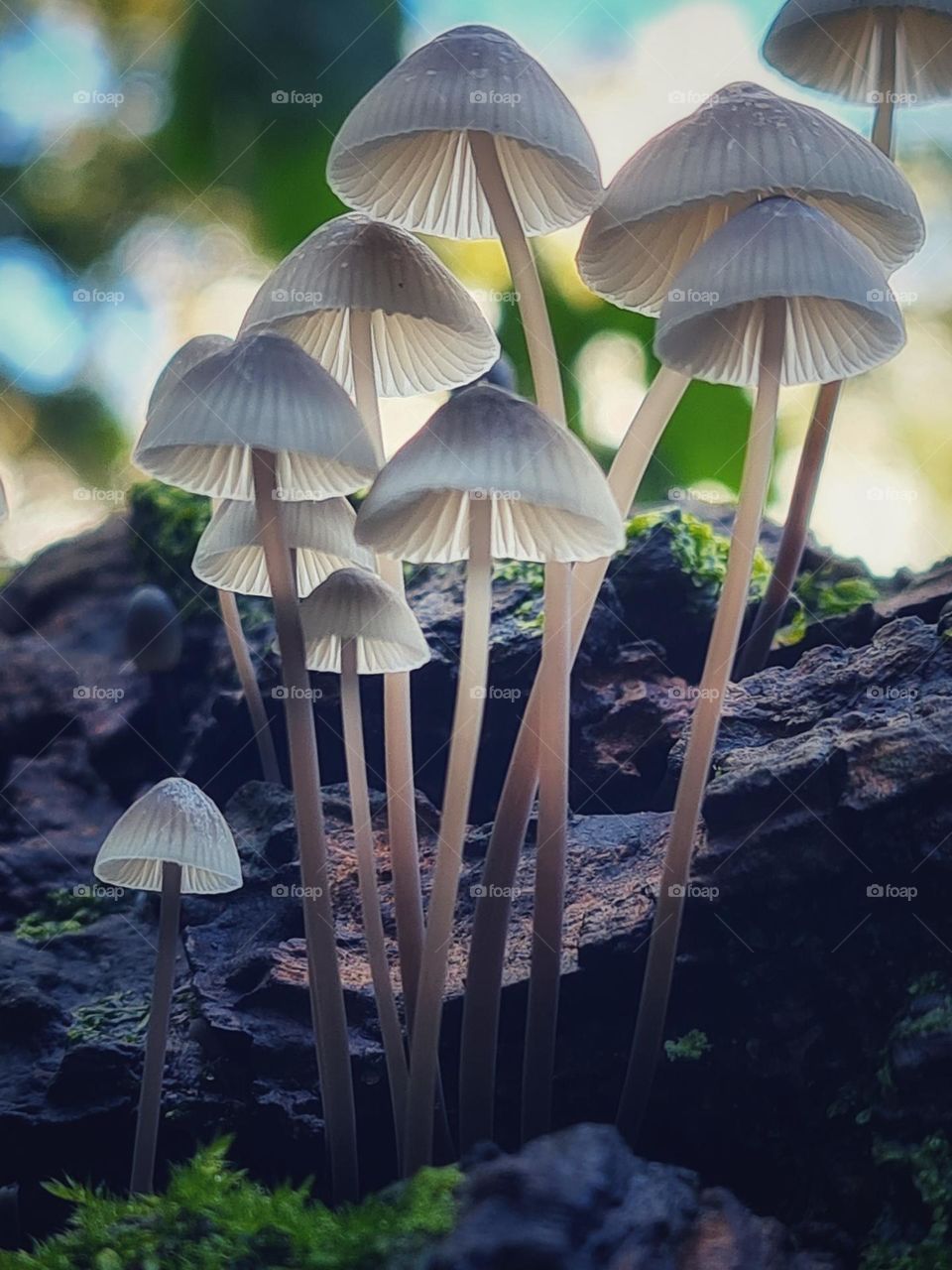 Mushrooms