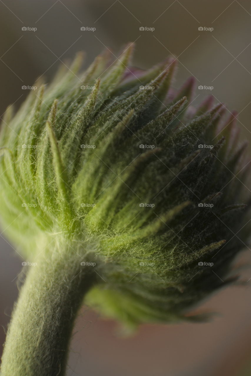 A flower bud