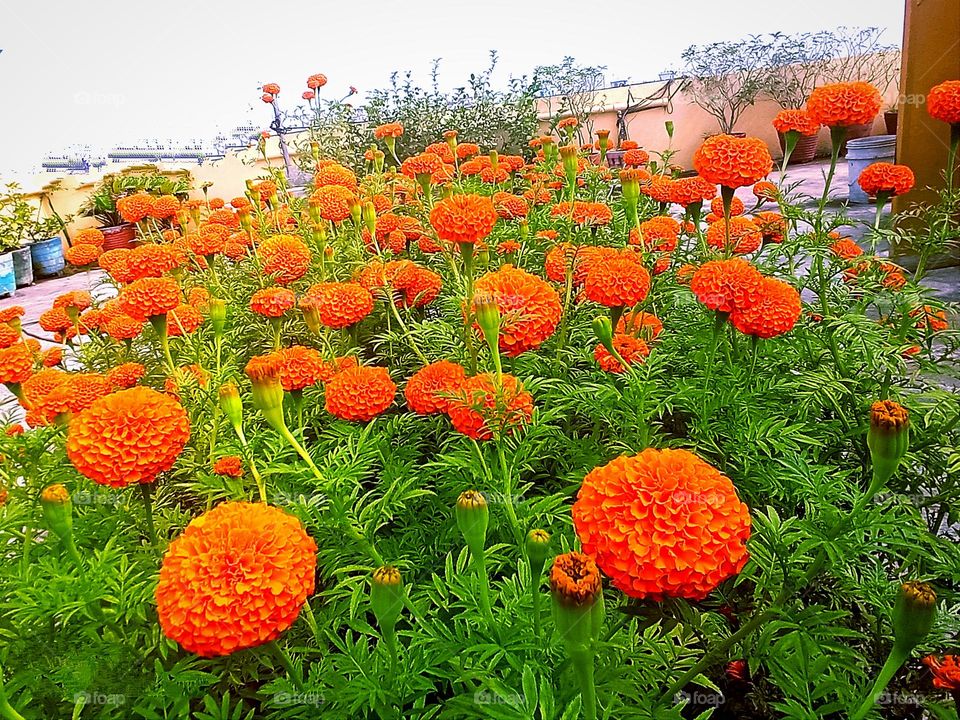 Beautiful orange🟠 marigold flower🌺🌻🌹🌷 in garden