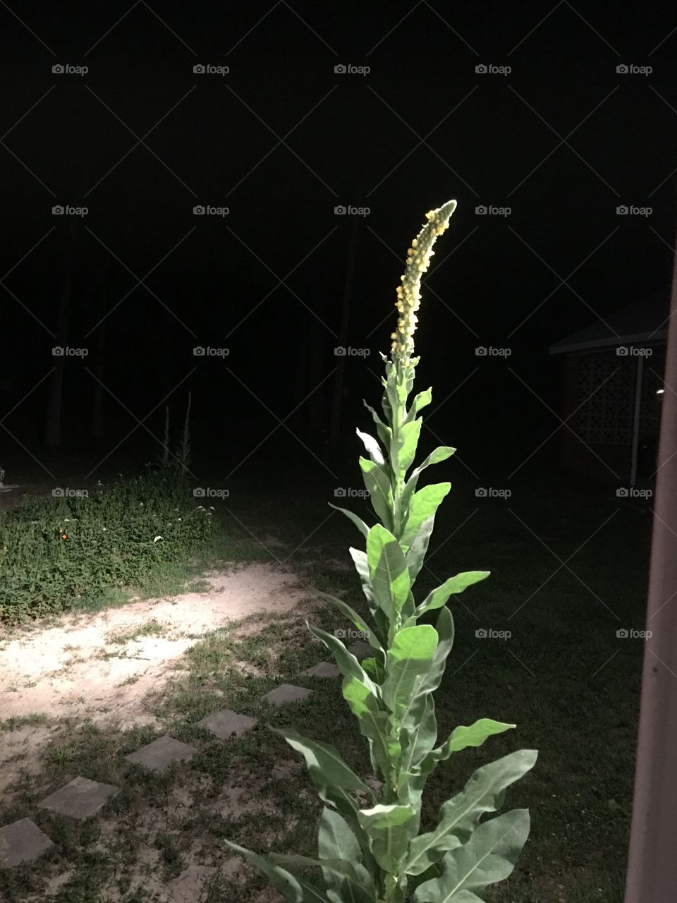 8 feet tall plant/ flowe