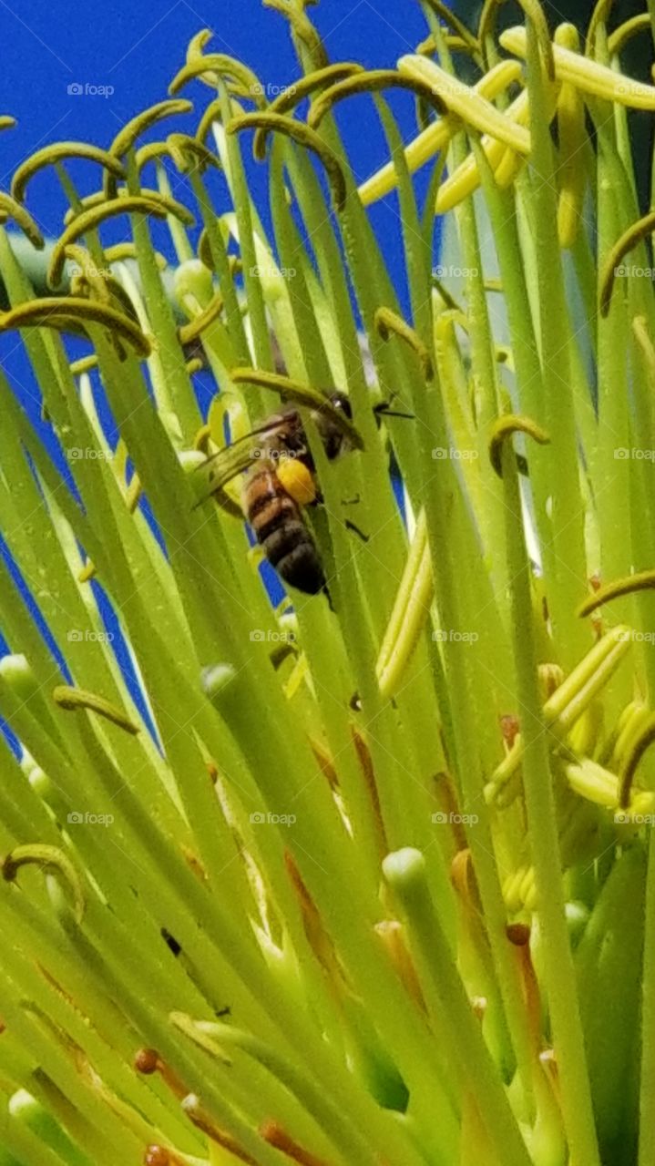 bee in a Century plant bloom