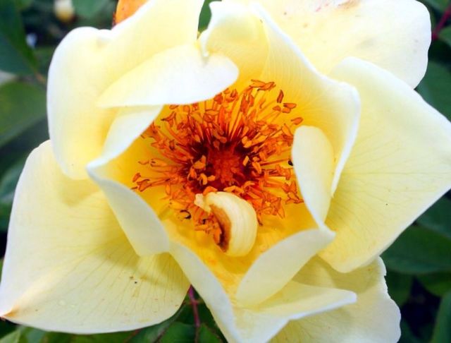 Yellow rose