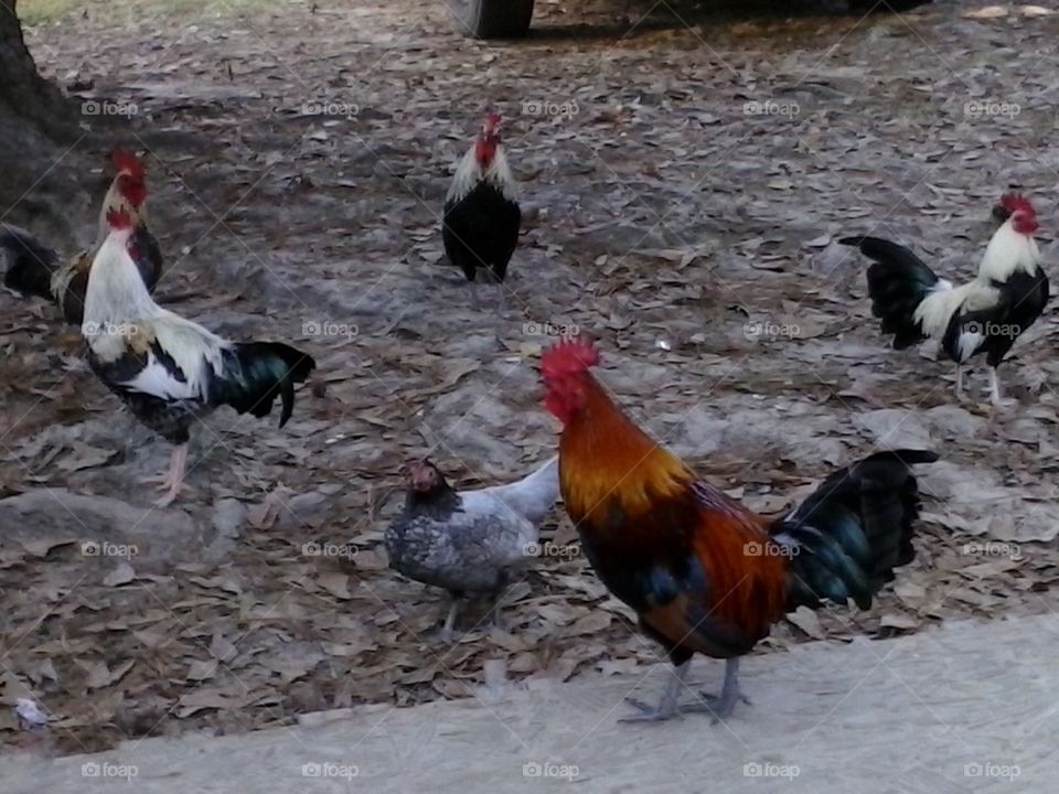 Roosters and One Hen