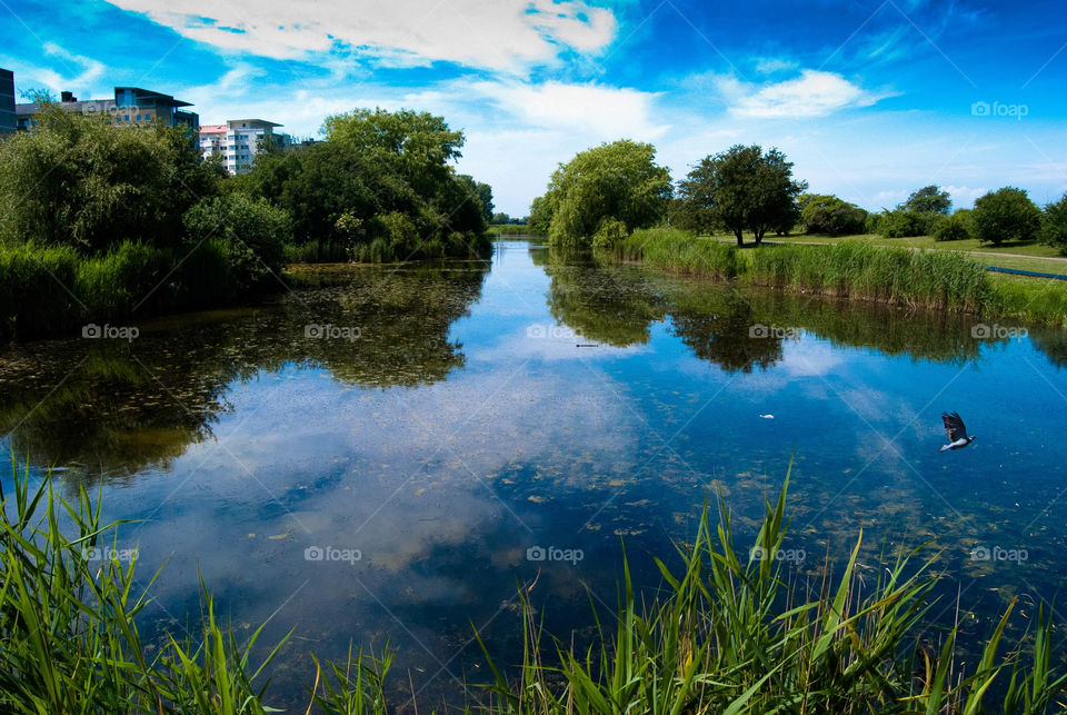 nature summer by AS74