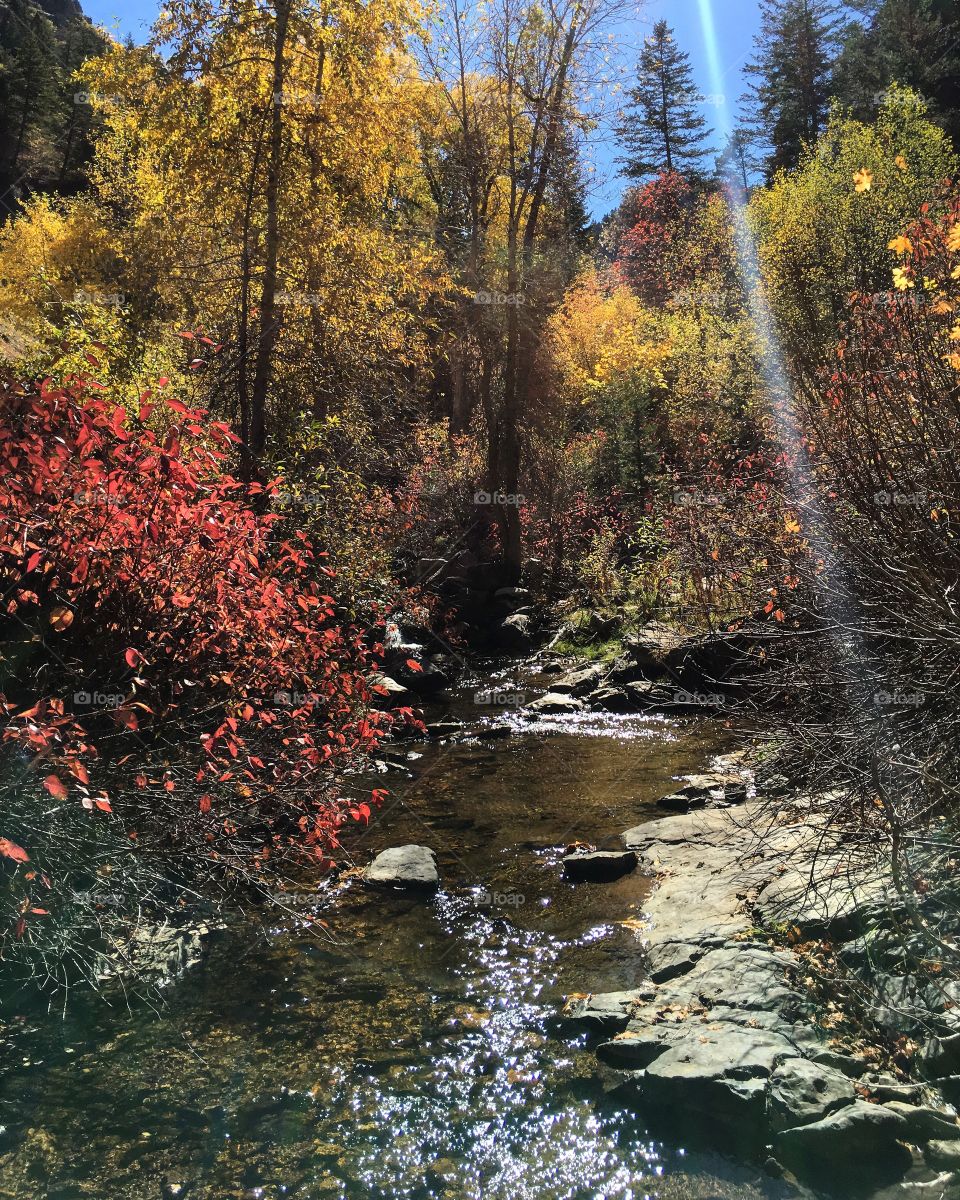 Fall colors in the creek