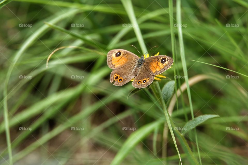 Butterfly 