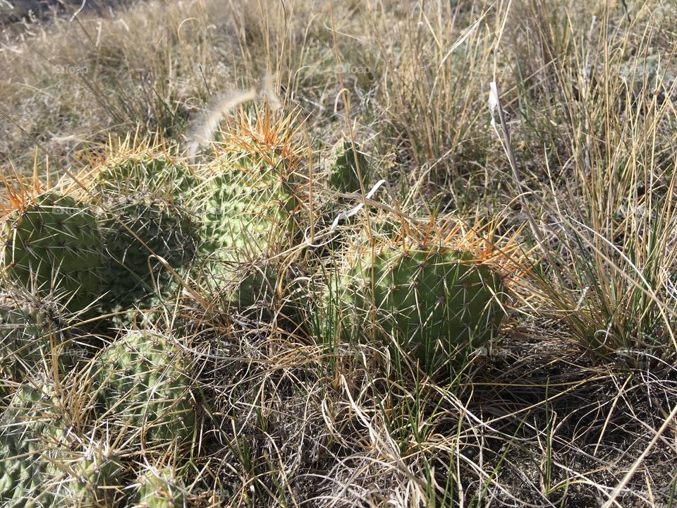 Alberta prickly pear cactus.