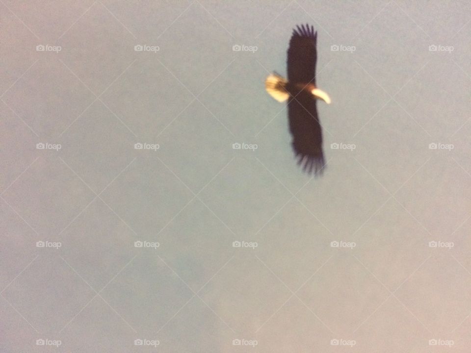 Bald eagle 