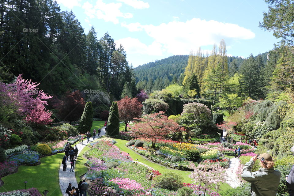 Butcart Gardens  - the top attraction in Victoria 