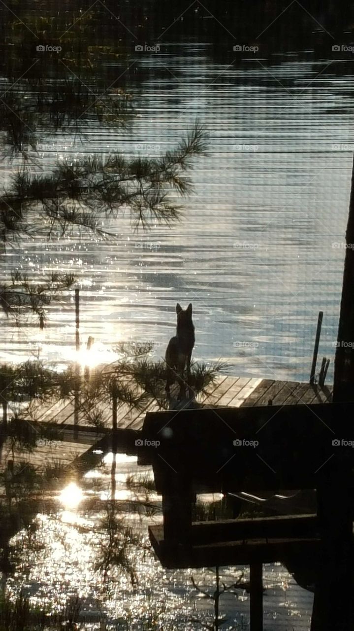German Shepherd over looking a Northwoods lake on dock