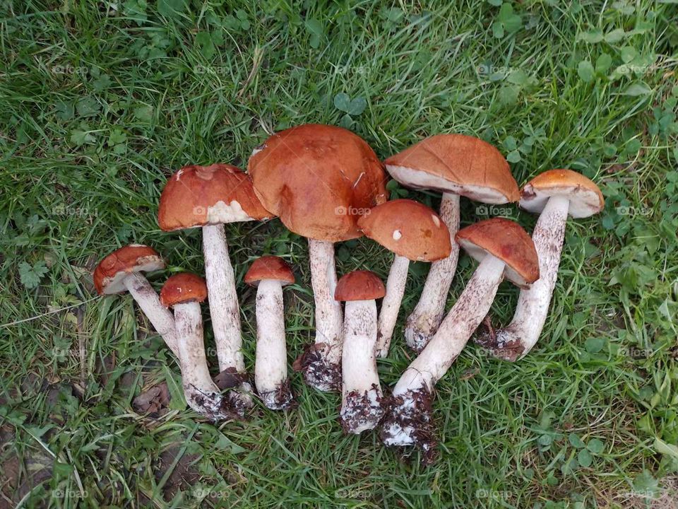 A small family of mushrooms 😄🍄 What wonderful gifts of nature, how much it can give 💕🌱📷