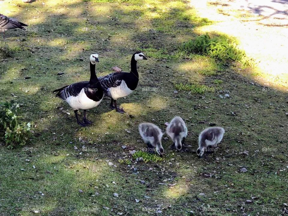 Wild life: barnacle goose bird family with two parents watching their three cute chicks peck something from the ground