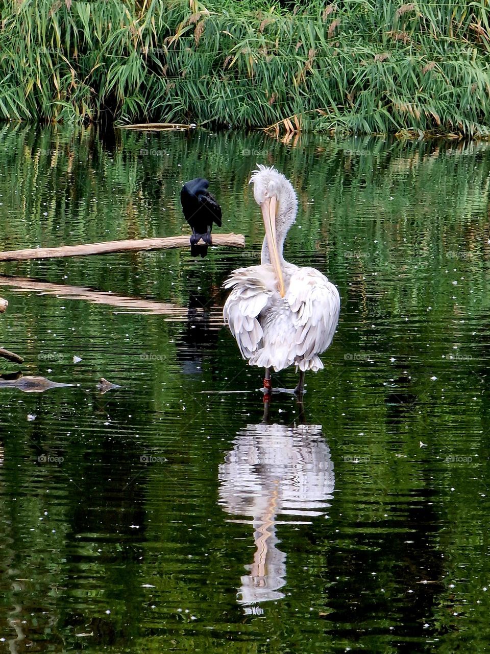 Birds and their reflections.