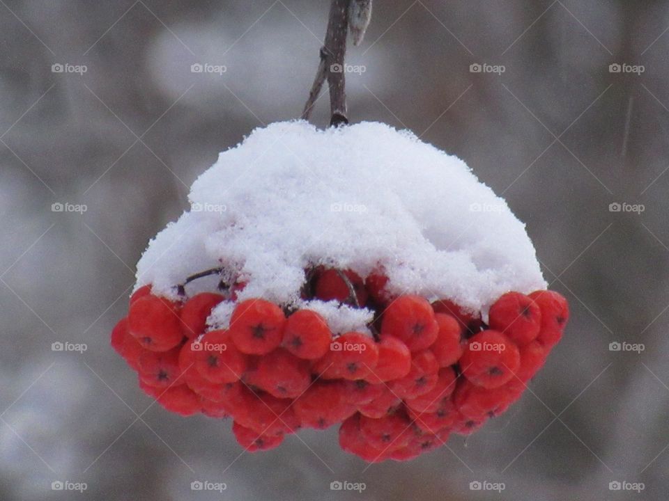 rowan berries in the snow
