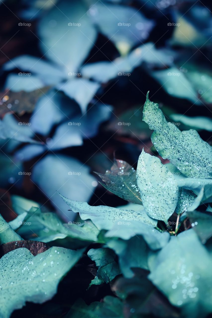 Teal Blue And Turquoise Poinsettias For Christmas Taken In Ohio