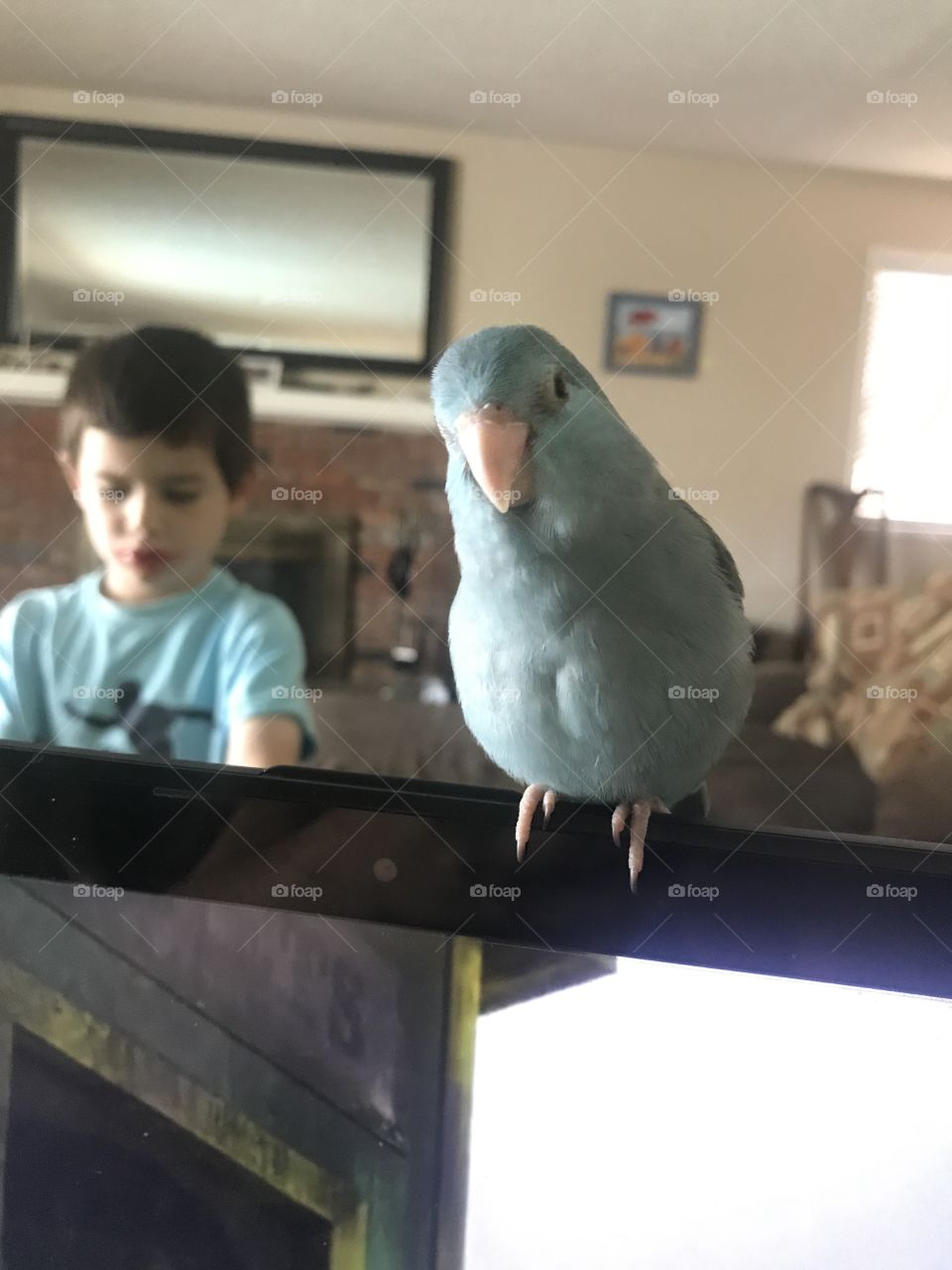 Parrotlet and boy 