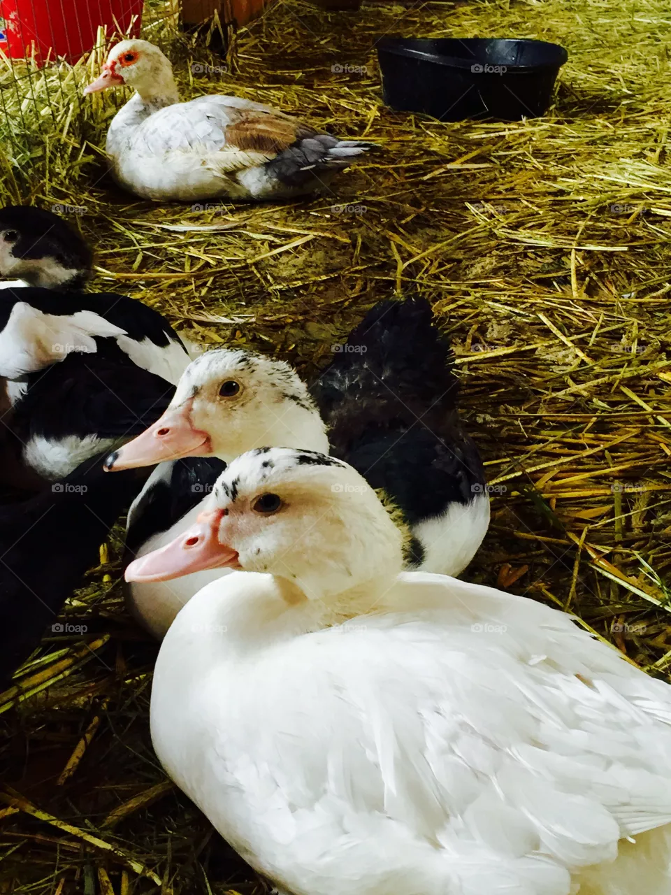 poultry