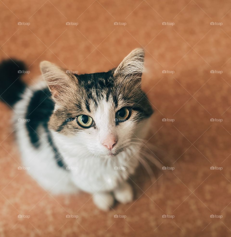 Close up of cute cat portrait