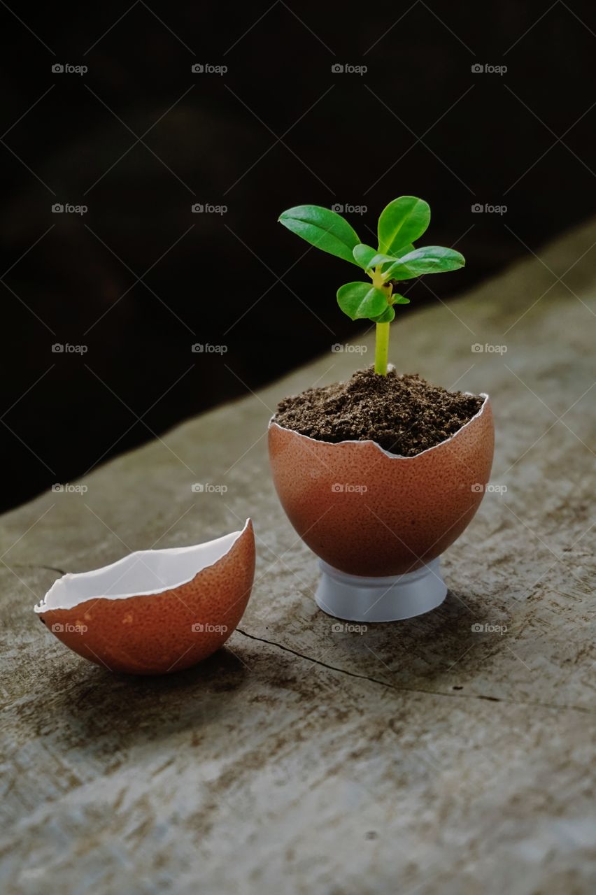 Plants grow in small pots from broken eggshells