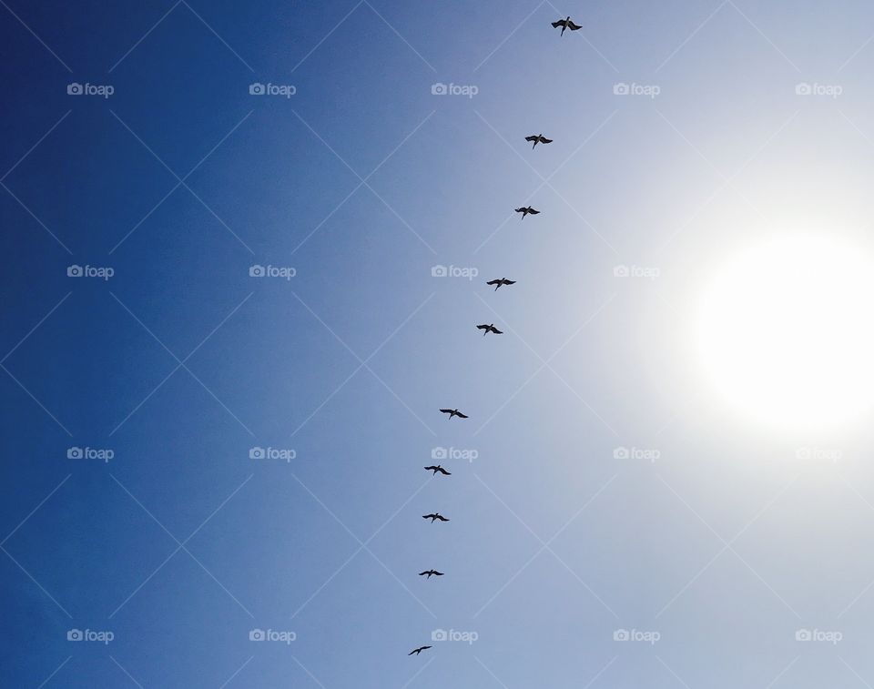 Migrating pelicans 
