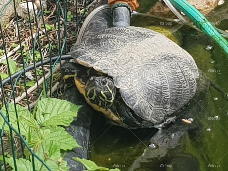 yellow-cheeked water turtle Leonardo, lives in the pond in the backyard. Now Leonardo enjoys the sun.